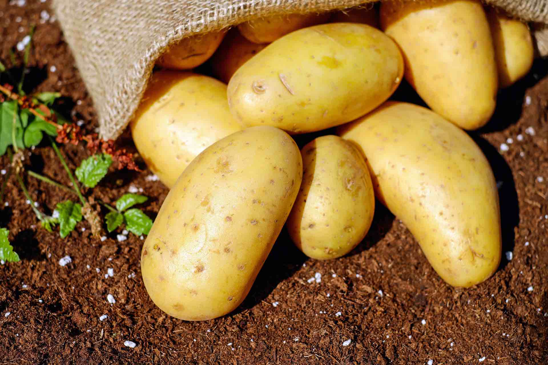 Patatas, la guarnición ideal